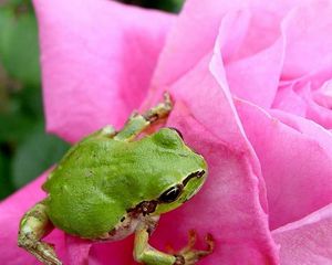 Preview wallpaper frog, rose, petals, bud