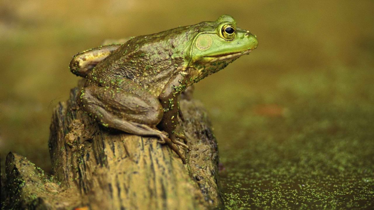 Wallpaper frog, slime, color
