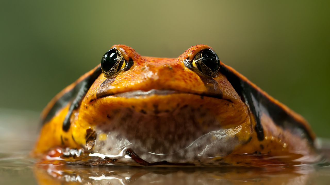 Wallpaper frog, toad, eyes