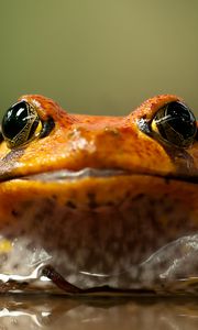 Preview wallpaper frog, toad, eyes