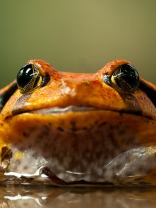 Preview wallpaper frog, toad, eyes