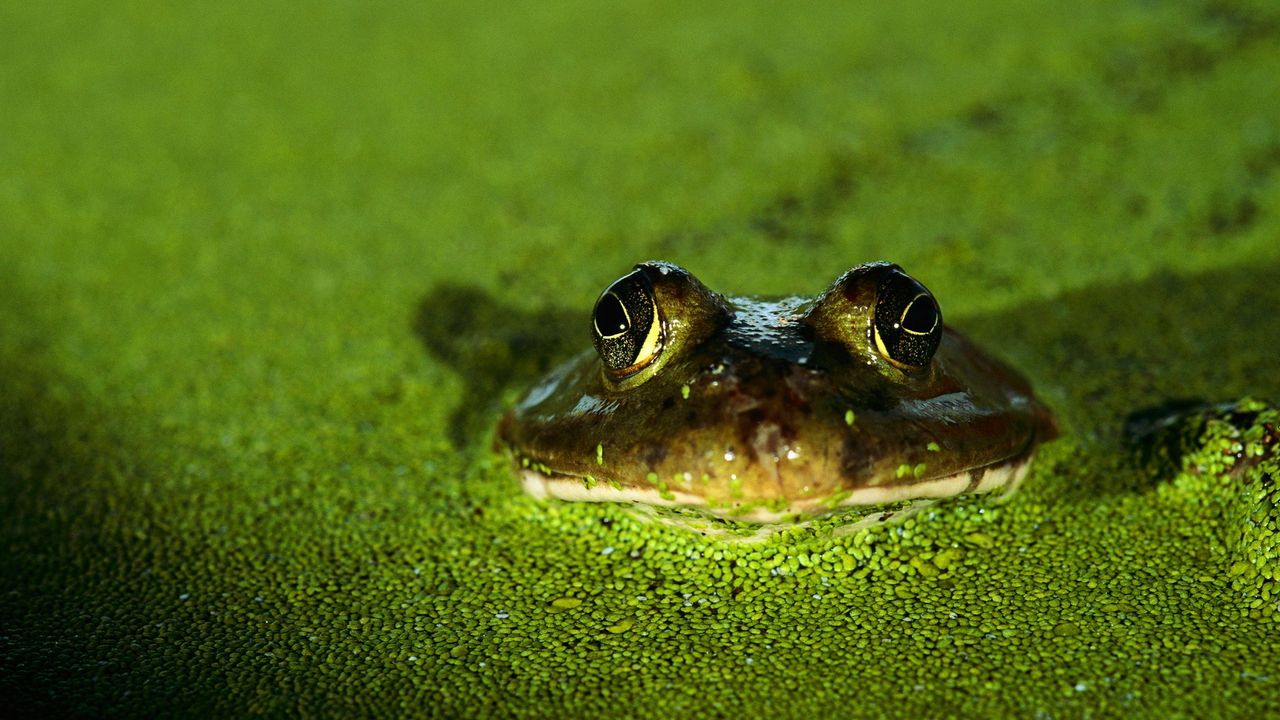 Wallpaper frog, toad, green