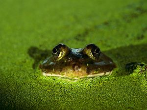 Preview wallpaper frog, toad, green