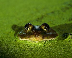 Preview wallpaper frog, toad, green