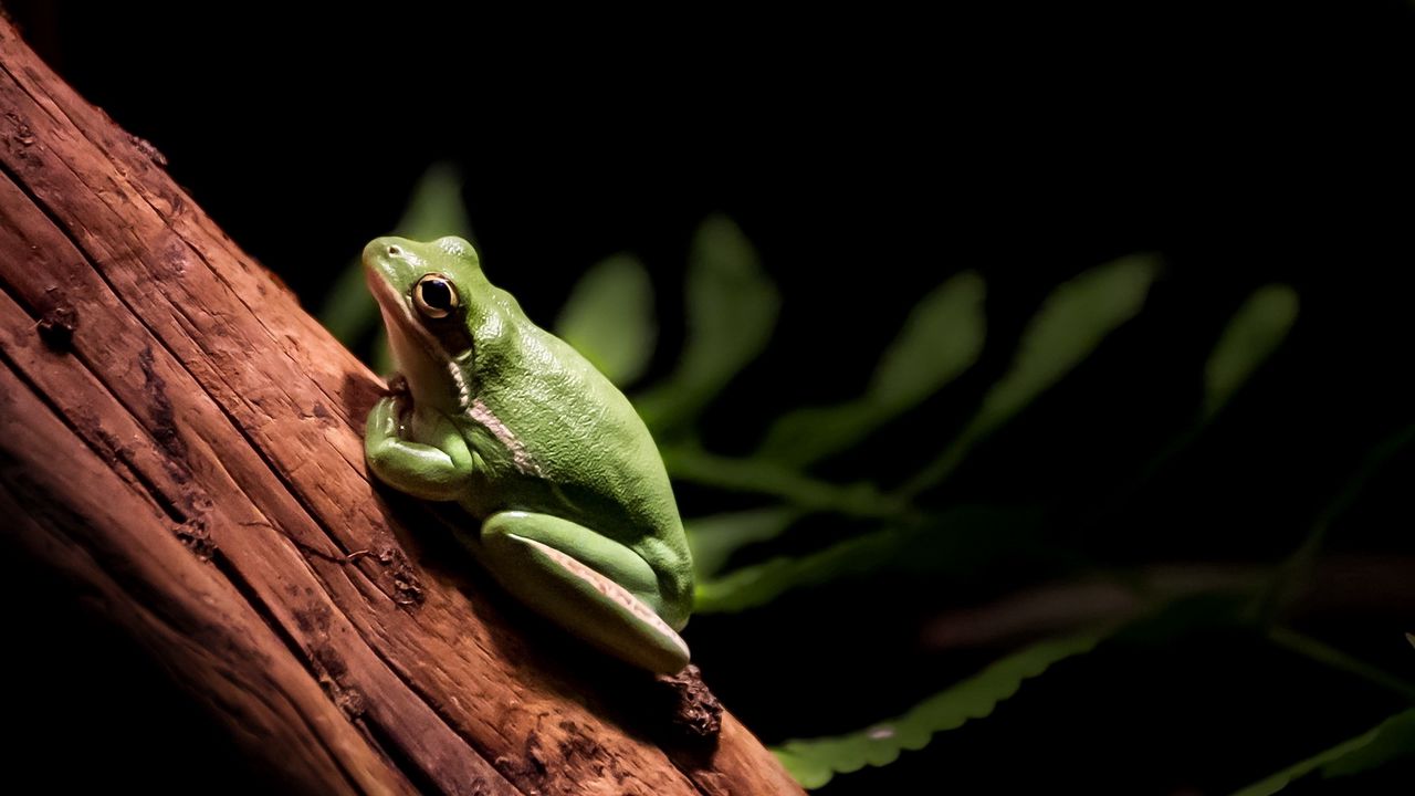 Wallpaper frog, tree, crawl, paws