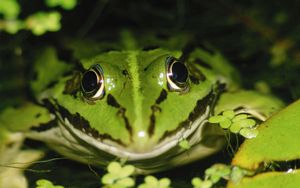 Frog 4k ultra hd 16:10 wallpapers hd, desktop backgrounds 3840x2400, images  and pictures