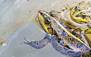 Preview wallpaper frog, water, spots