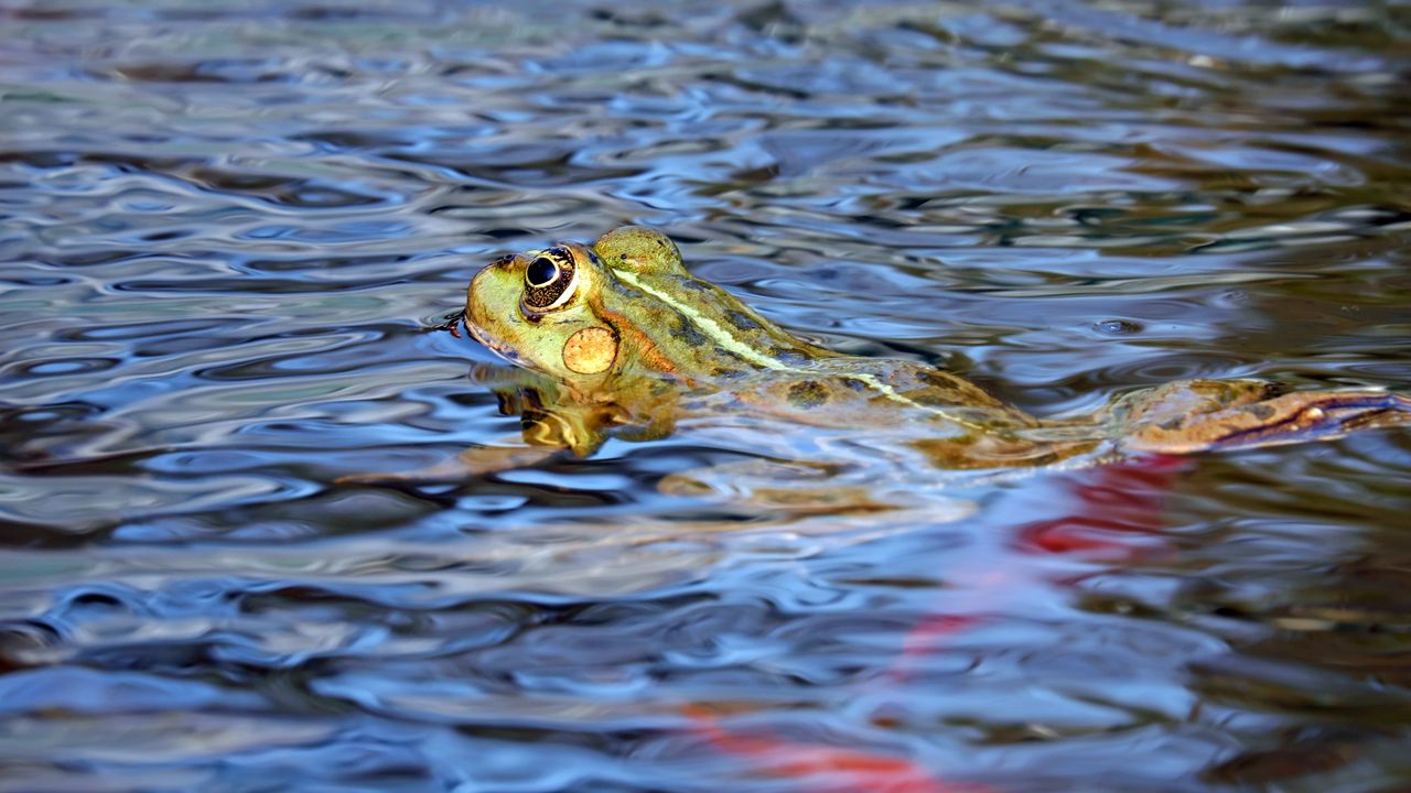 Wallpaper frog, water, swim