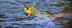 Preview wallpaper frog, water, swim