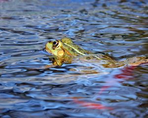 Preview wallpaper frog, water, swim