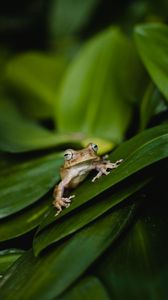 Preview wallpaper frog, wildlife, leaves