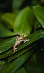 Preview wallpaper frog, wildlife, leaves