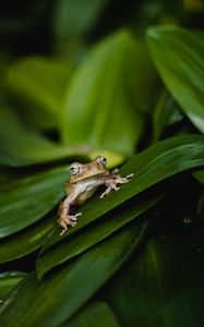 Preview wallpaper frog, wildlife, leaves