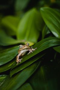 Preview wallpaper frog, wildlife, leaves