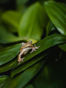 Preview wallpaper frog, wildlife, leaves