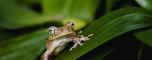 Preview wallpaper frog, wildlife, leaves