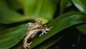 Preview wallpaper frog, wildlife, leaves