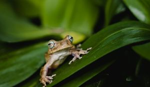 Preview wallpaper frog, wildlife, leaves