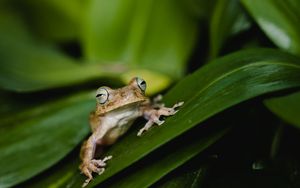 Preview wallpaper frog, wildlife, leaves