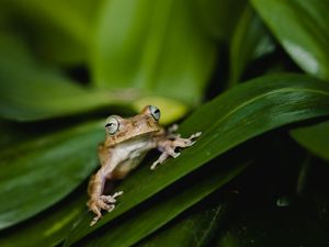 Preview wallpaper frog, wildlife, leaves