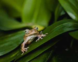 Preview wallpaper frog, wildlife, leaves