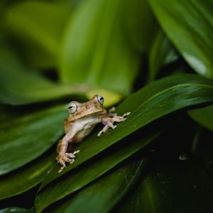 Preview wallpaper frog, wildlife, leaves