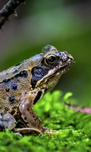 Preview wallpaper frog, wildlife, moss, macro