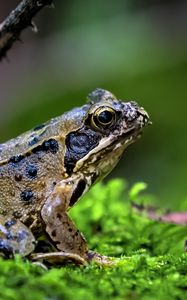 Preview wallpaper frog, wildlife, moss, macro