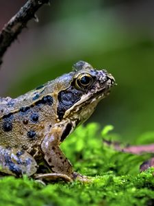 Preview wallpaper frog, wildlife, moss, macro