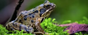 Preview wallpaper frog, wildlife, moss, macro