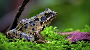 Preview wallpaper frog, wildlife, moss, macro