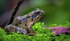 Preview wallpaper frog, wildlife, moss, macro