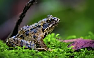 Preview wallpaper frog, wildlife, moss, macro