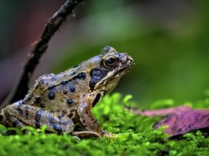 Preview wallpaper frog, wildlife, moss, macro