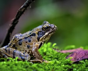 Preview wallpaper frog, wildlife, moss, macro