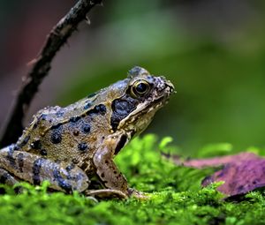 Preview wallpaper frog, wildlife, moss, macro