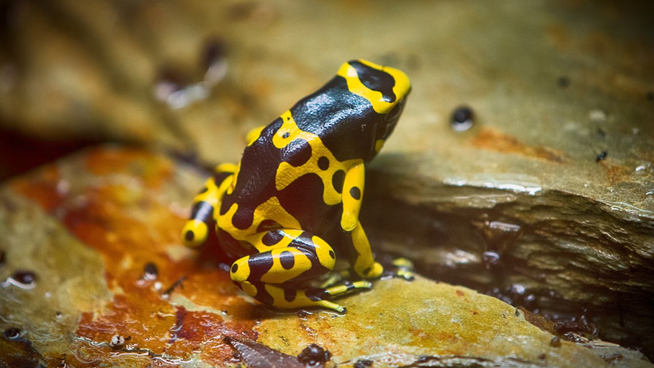 Wallpaper frog, yellow, spotted