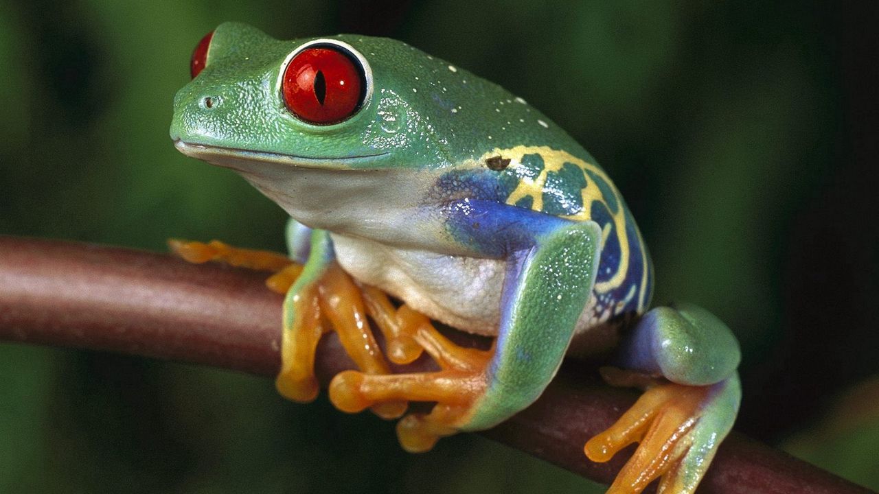 Wallpaper frogs, color, colorful