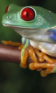 Preview wallpaper frogs, color, colorful