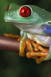 Preview wallpaper frogs, color, colorful