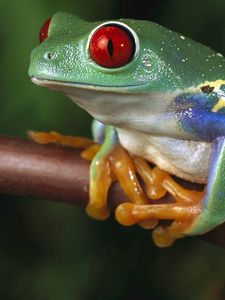 Preview wallpaper frogs, color, colorful