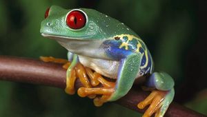 Preview wallpaper frogs, color, colorful