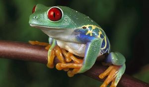 Preview wallpaper frogs, color, colorful