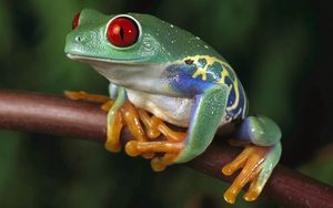 Preview wallpaper frogs, color, colorful