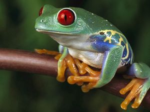 Preview wallpaper frogs, color, colorful