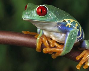 Preview wallpaper frogs, color, colorful