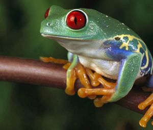 Preview wallpaper frogs, color, colorful