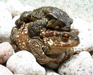 Preview wallpaper frogs, couple, rocks