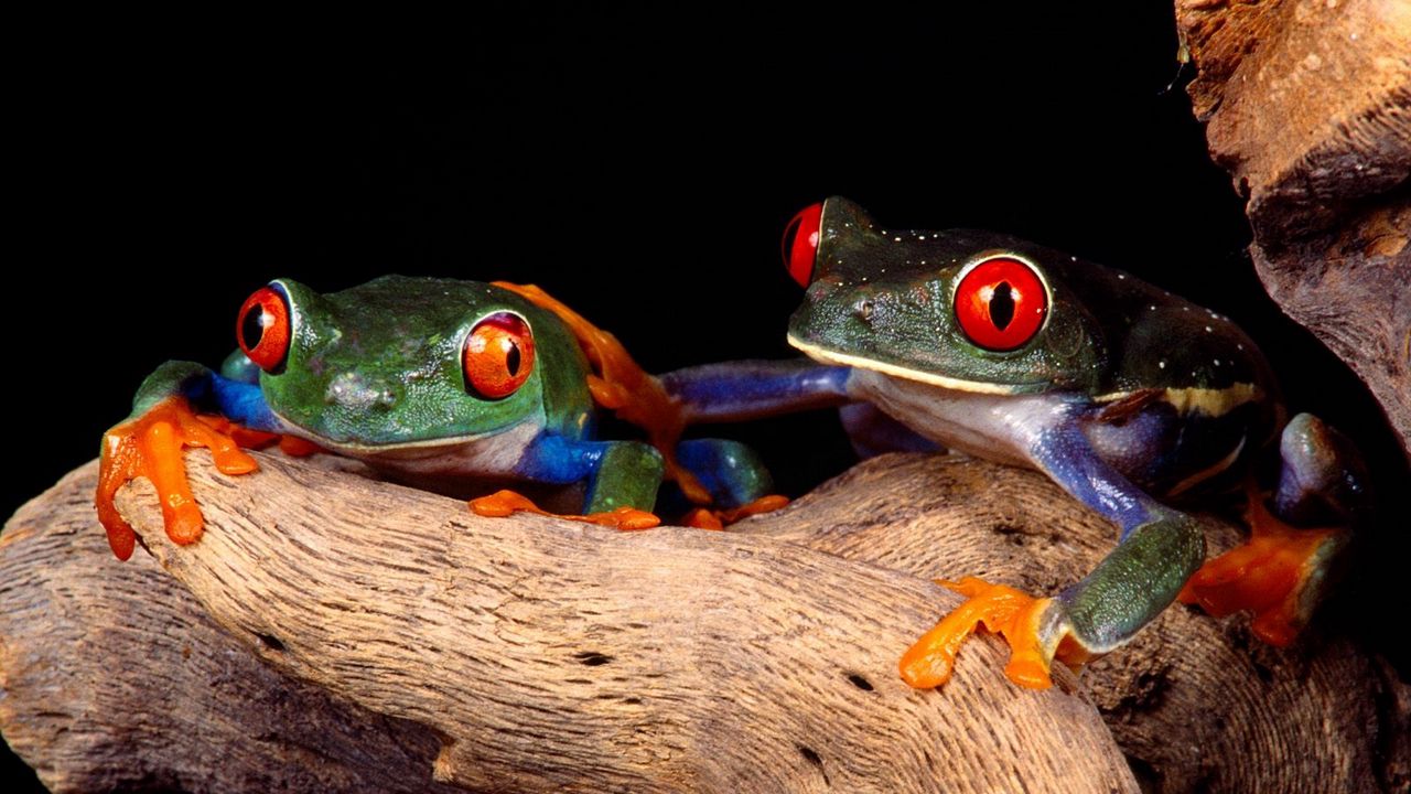 Wallpaper frogs, couple, unusual, tree, climbing