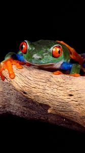 Preview wallpaper frogs, couple, unusual, tree, climbing